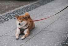 Photo of Shiba Inu Open Interest Explodes On Top Exchanges – Is This The Comeback?