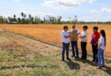 Photo of Marcos eyes solar-powered post-harvest facilities